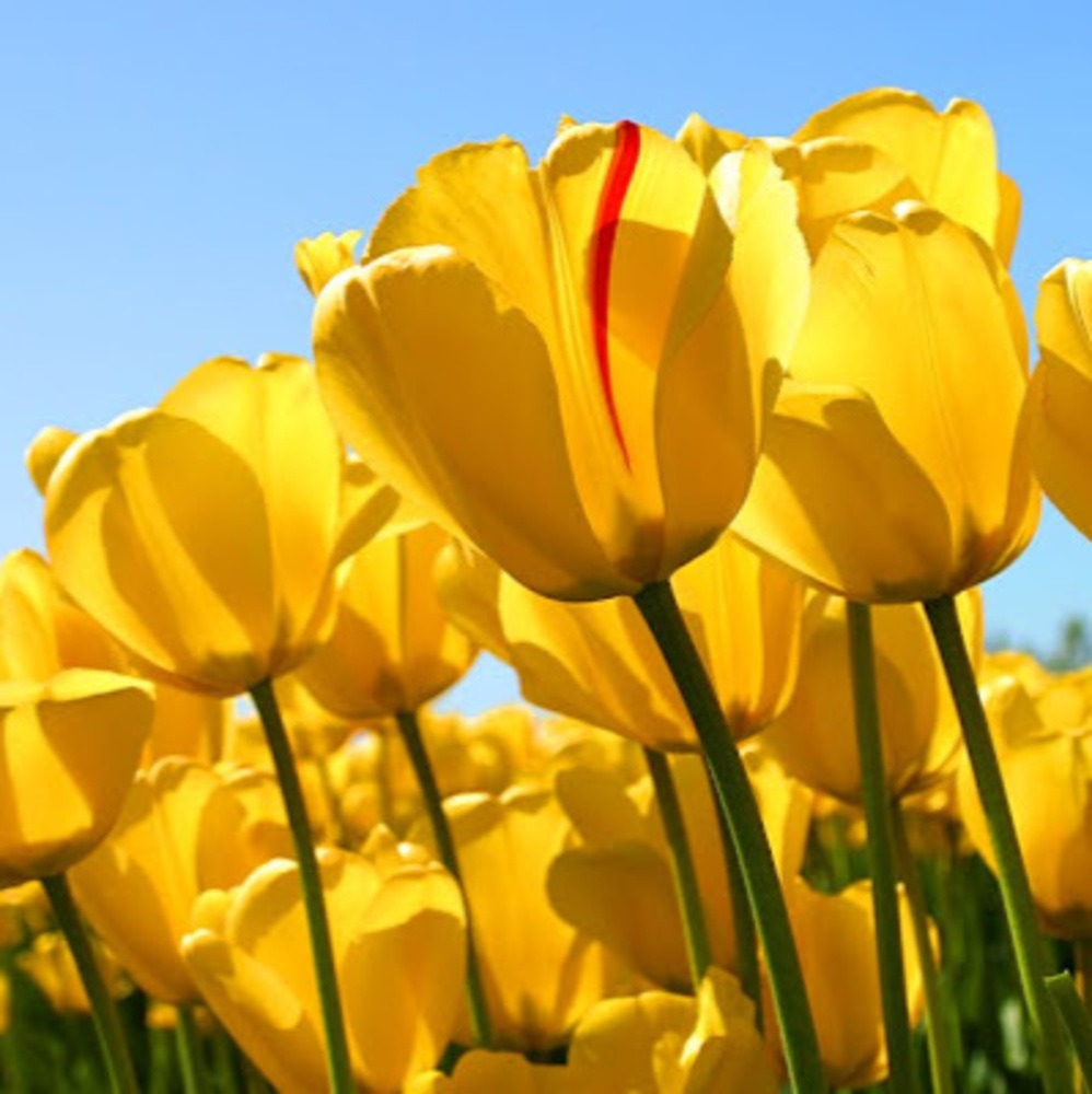 Meet your Posher, Forever